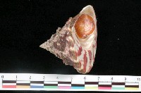 藏品(牛蹄鐘螺)的圖片